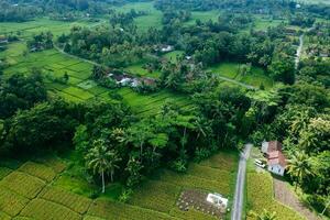 Aerial photo of neatly arranged and green rice fields with trees and houses on the edge. Aerial panorama of terraced rice fields in the countryside in the late afternoon