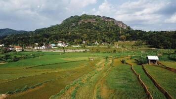 Panorama of the Nglanggeran Ancient Volcano ecotourism area in the afternoon using a drone. Aerial photo of an ancient stone hill covered with lush trees and surrounded by rice fields and countryside
