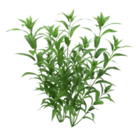 Green Plant with Leaves in Looping Animation on Transparent background AI-Generative png