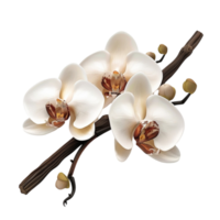 White Orchid Flowers on Branch on Transparent background AI-Generative png