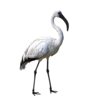 White Bird with Long Beak Standing on One Leg on Transparent background AI-Generative png
