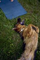 man does somatic exercises with his dog in the garden in the morning photo
