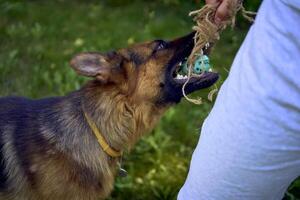 man playing with dog, tug toy, chew toy photo