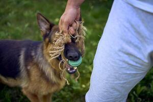 man playing with dog, tug toy, chew toy photo