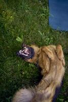 man does somatic exercises with his dog in the garden in the morning photo