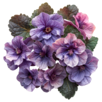 African Violet petals, Saintpaulia, without background . png