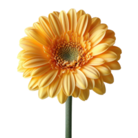 one flower isolated on transparent background, without background . png