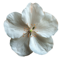 one flower isolated on transparent background, without background . png