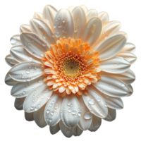 one flower isolated on transparent background, without background . png