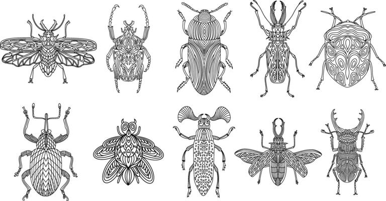 A collection of beetles and insects in a linear style. Linear illustration