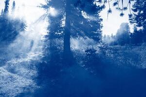 Landscape dense mysterious forest large trees fog rays of the sun. Trend monochrome blue toning. Copy space photo