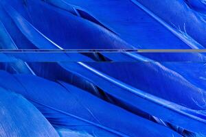 Blue neon bird feathers on blue background. Abstract trendy texture background. Copy space horizontal frame. photo