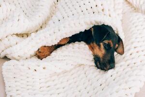 Dog breed yag-terrier on light background. A small puppy, pet, lies in fluffy soft blanket, hid in blanket. photo