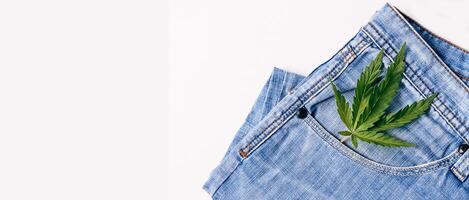 A sheet of fresh hemp lies on jeans on white background isolate. Cannabis concept in the manufacture of clothing fabric. photo