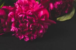 Red pink flowers peonies on dark background. Top view copy space photo