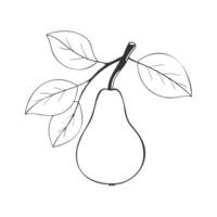 Pear contour drawn on white background. vector