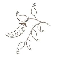 Stylized branch of green Pea pod with leaves and climbing shoots, isolated on white background. vector