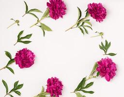 Beautiful burgundy pink peonies lie in a round frame on a white background copy space. Floral pattern flat top view. photo