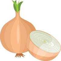 Whole and half fresh onion vector