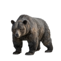 Bear Standing on transparent Background Generative-AI png