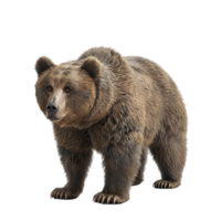 3d Brown Bear Domineering Looking Into The Distance on transparent Background Generative-AI png