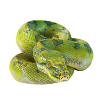 a green snake on transparent Background Generative-AI png