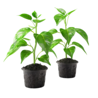 plantas Panela flor isolado em transparente fundo generative-ai png
