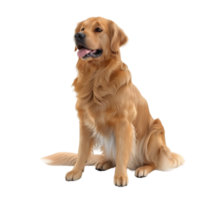 Dog on transparent Background Generative-AI png