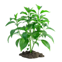 A Plant Sprouting From Soil Against Backdrop on transparent Background Generative-AI png