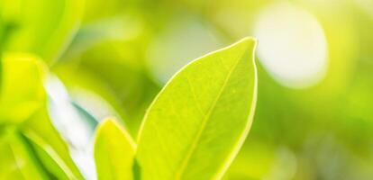 Natural plant green leaf in garden with bokeh background photo