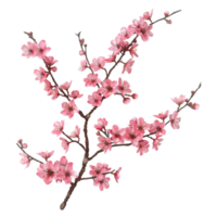 Peach blossom watercolor on transparent Background Generative-AI png