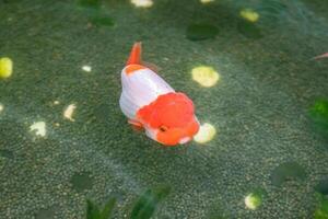 Goldfish in aquarium fish pond close up photo