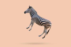 zebra floated on brown background minimal concept photo