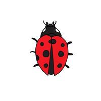Hand drawn doodle sketch ladybug vector