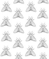 Seamless pattern of doodle sketch moth vector