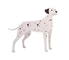 Dalmatian dog isolated on white background. Flat iillustration in cartoon style. Black and white spotted dog vector