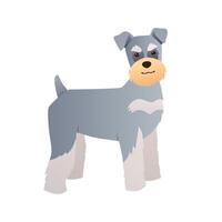 Miniature Schnauzer dog illustration in flat style on white background. Purebred puppy cartoon character for design vector