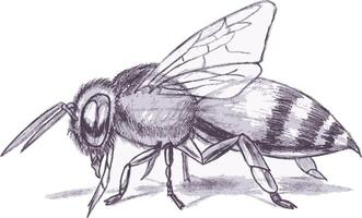 sketch of a honey bee using a pencil vector
