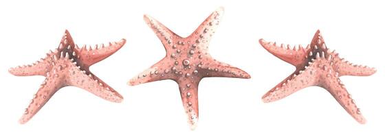 Coral-colored starfish in different angles. Watercolor illustration. Isolated objects from a large set of WHALES. For decoration, design and compositions on the sea and beach theme. vector