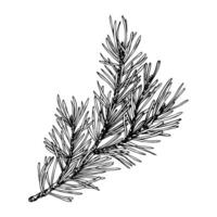 Pine branch with needles, forest plants for winter and Christmas decor. Line art is a simple hand-drawn illustration in black and white ink. Isolated EPS object. vector