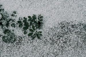 Selective focus. First snow on a frozen field plants, late autum photo