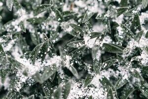 Selective focus. First snow on a frozen field plants, late autumn close-up. Beautiful abstract frozen microcosmos pattern. Freezing weather frost action in nature. Floral backdrop. photo