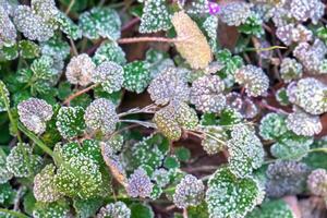 Selective focus. First frost on a frozen field plants, late autumn close-up. Beautiful abstract frozen microcosmos pattern. Freezing weather frost action in nature. Floral backdrop. photo