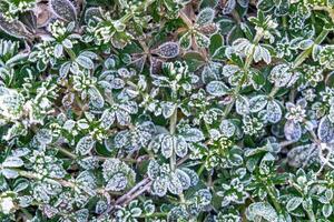 Selective focus. First frost on a frozen field plants, late autumn close-up. Beautiful abstract frozen microcosmos pattern. Freezing weather frost action in nature. Floral backdrop. photo