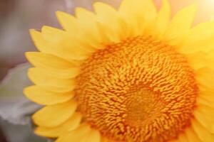 Bright Sunflower Flower. Close-up of a sunflower in full bloom, creating a natural abstract background. Summer time. Field of sunflowers in the warm light of the setting sun. Helianthus annuus. photo