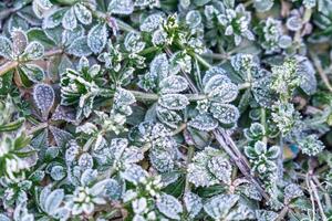 Selective focus. First frost on a frozen field plants, late autumn close-up. Beautiful abstract frozen microcosmos pattern. Freezing weather frost action in nature. Floral backdrop. photo