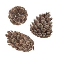 Realistic pine cones from fir branches. Set of realistic illustrations, watercolor botanical drawing of pine cones. Drawings for Christmas and New Year holidays, invitations, cards, wrapping vector