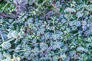 Selective focus. First frost on a frozen field plants, late autumn close-up. Beautiful abstract frozen microcosmos pattern. Freezing weather frost action in nature. Floral backdrop. photo