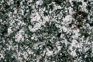 Selective focus. First snow on a frozen field plants, late autumn close-up. Beautiful abstract frozen microcosmos pattern. Freezing weather frost action in nature. Floral backdrop. photo