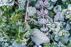 Selective focus. First frost on a frozen field plants, late autumn close-up. Beautiful abstract frozen microcosmos pattern. Freezing weather frost action in nature. Floral backdrop. photo
